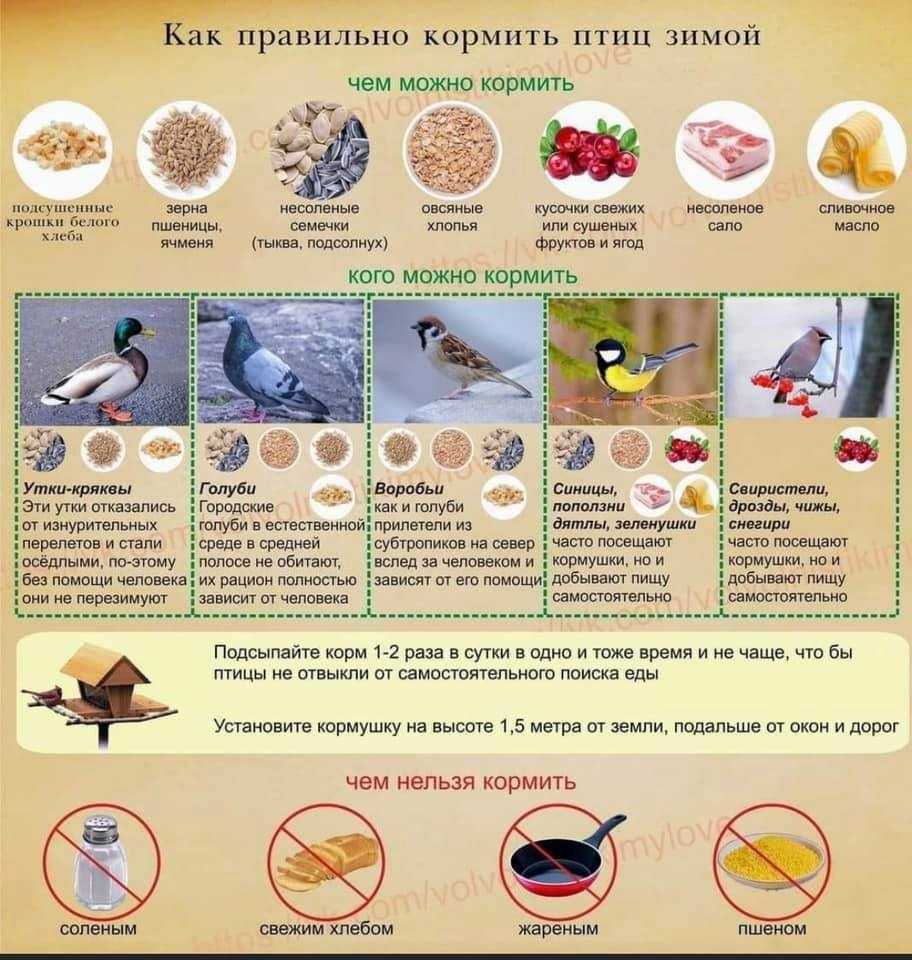 Кормушка для птиц своими руками: 12 оригинальных идей, как сделать из бутылки, коробки, дерева (фото)