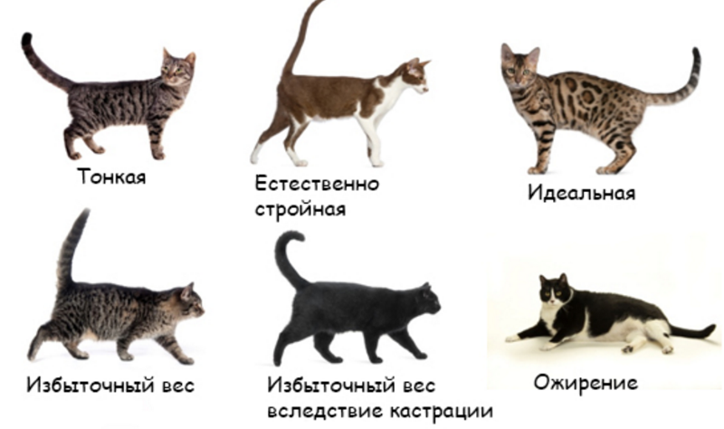 Самые интересные и популярные породы короткошерстных кошек. описание и фото — ботаничка