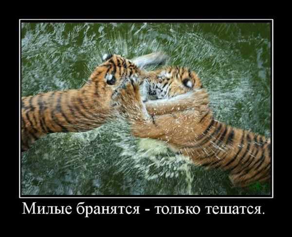 Сайт для любознательных » причины семейных ссор: милые бранятся, только тешатся?