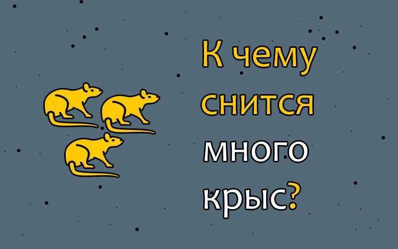 К чему снятся крысы много больших крыс в доме