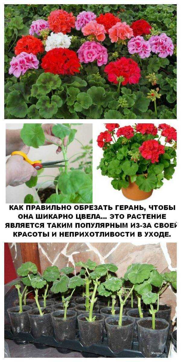 Как ухаживать за геранью в домашних условиях