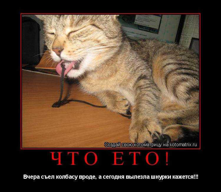 Как кошки манипулируют хозяевами?
