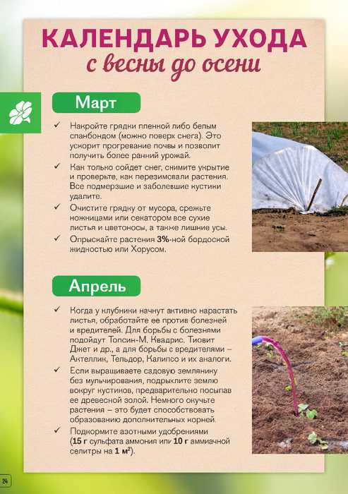 Удобрение для клубники для лучшего урожая