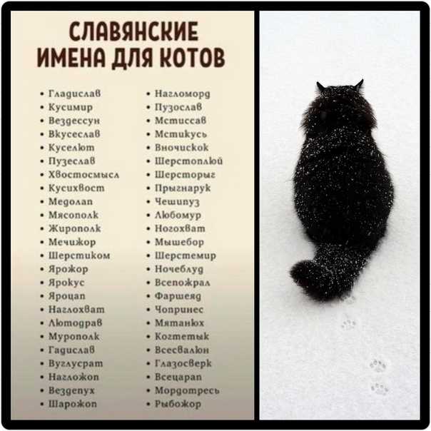 390+ кличек для кошек девочек: как назвать кошку красивым именем
