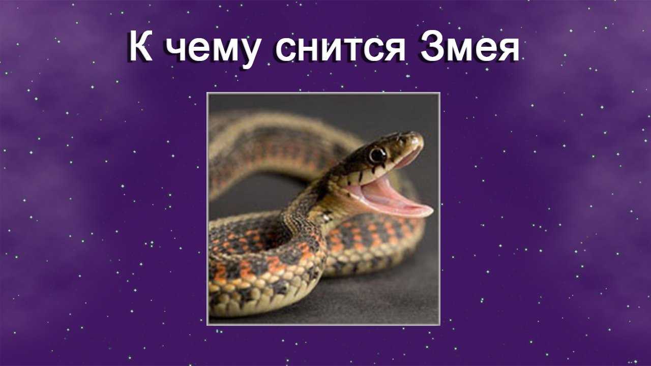 К чему снится много змей - 60 вариантов
