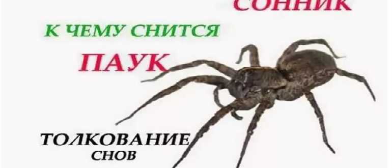 Пауки и паутина во сне: к чему снится такой сон, толкование сновидений по различным сонникам
