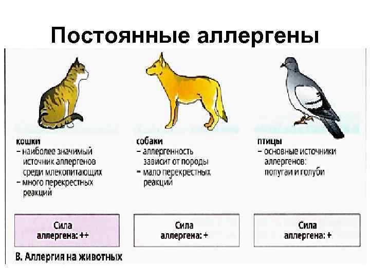 Гипоаллергенные породы кошек
