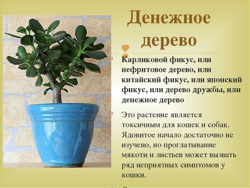Фикус в доме | польза или вред