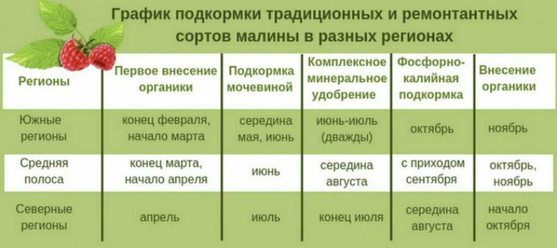 Подкормка клубники во время цветения и после плодоношения