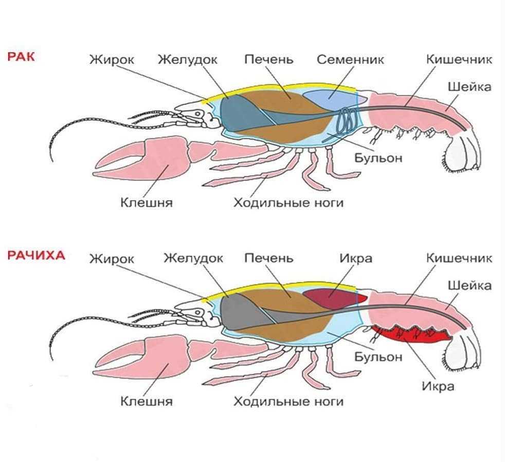10 необычных фактов о знаке зодиака рак