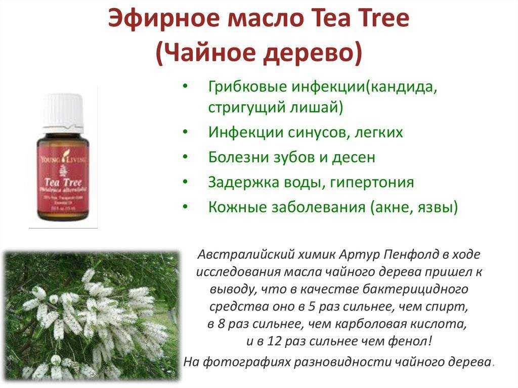 Масло чайного дерева - помогает ли от перхоти, рецепты использования