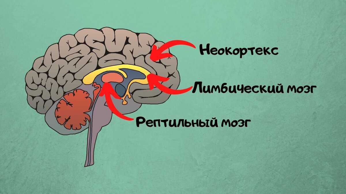 Триединый мозг: три мозга, один человек | познание мира