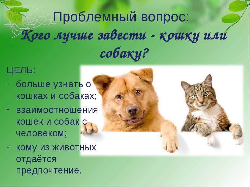 Кошка или собака, кого лучше выбрать фрилансеру?