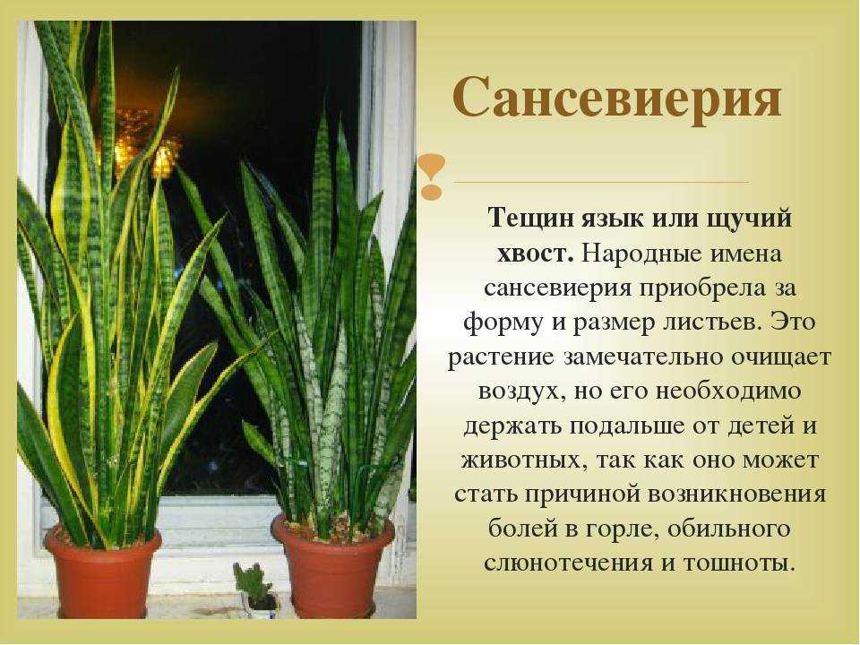 Фикус бенджамина в доме: можно ли его держать в доме, приметы и суеверия