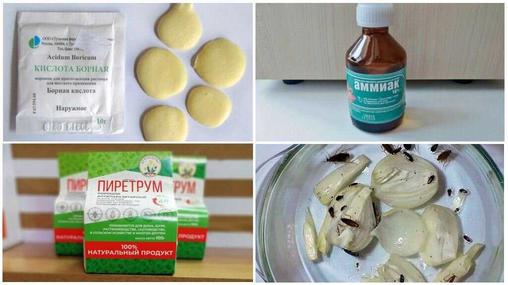 Как избавиться от тараканов: 12 народных средств и эффективных способов