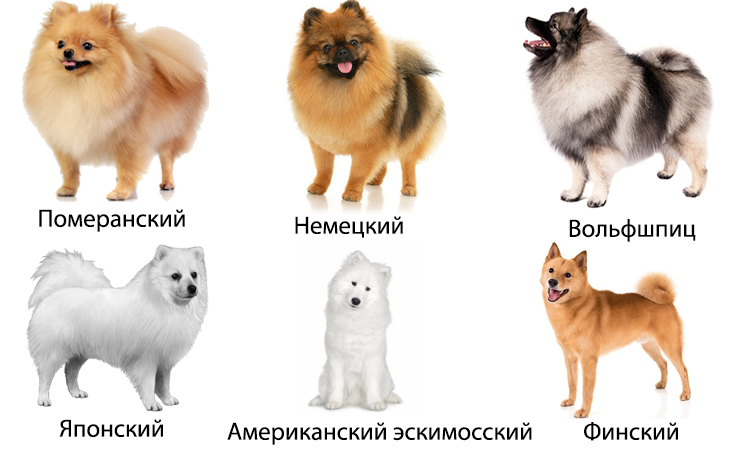 Собаки которые не линяют - породы для аллергиков и не только