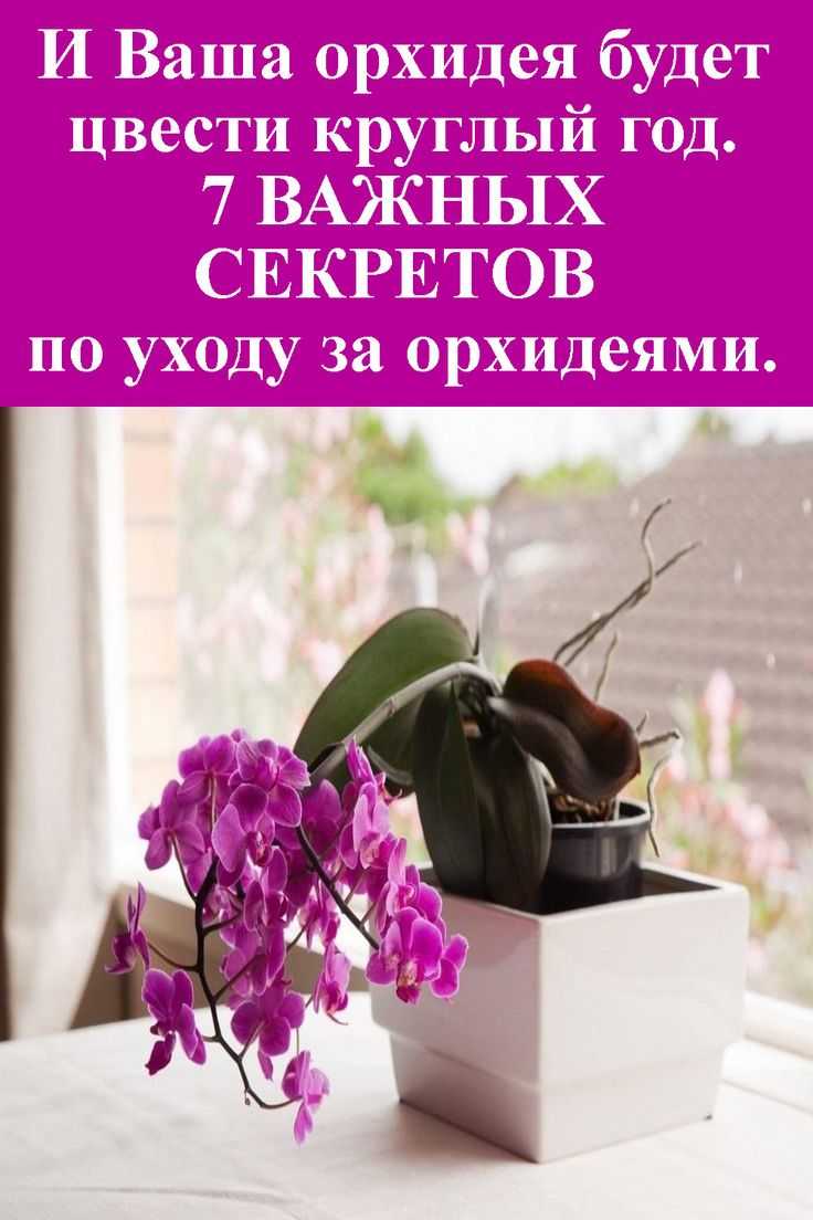 Как ухаживать за орхидеей в домашних условиях: инструкция для начинающих - sadovnikam.ru