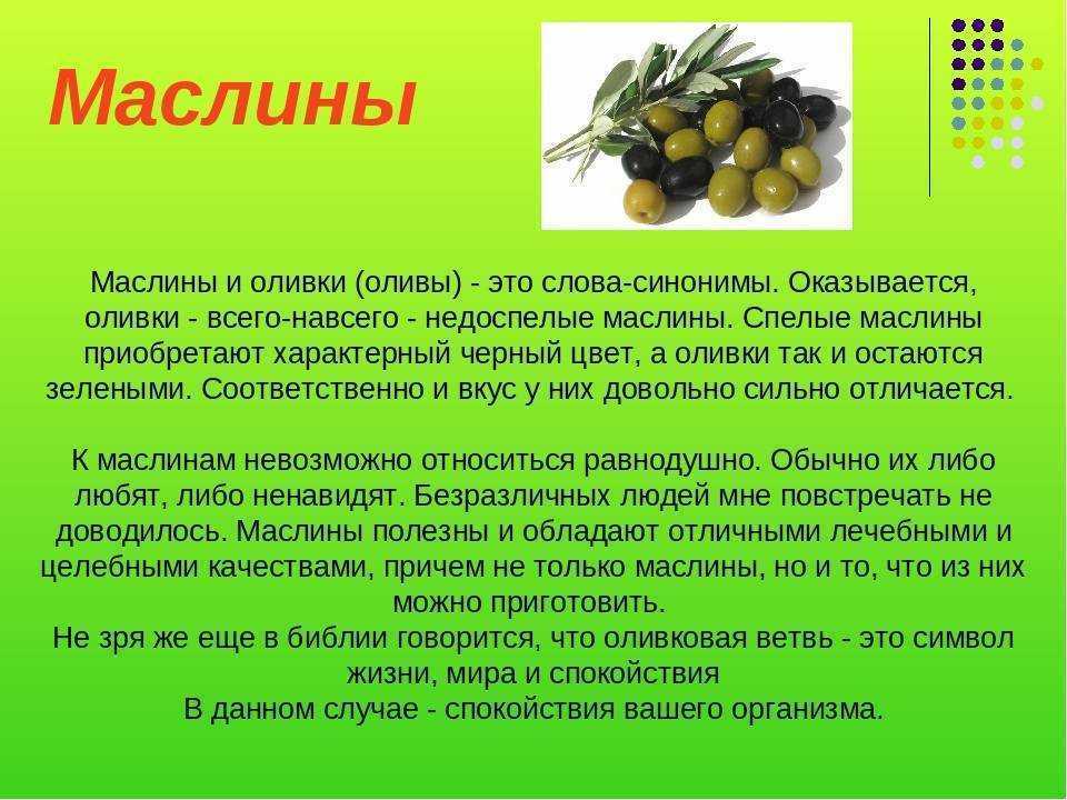 Маслины и оливки, в чем разница между плодами и что полезнее