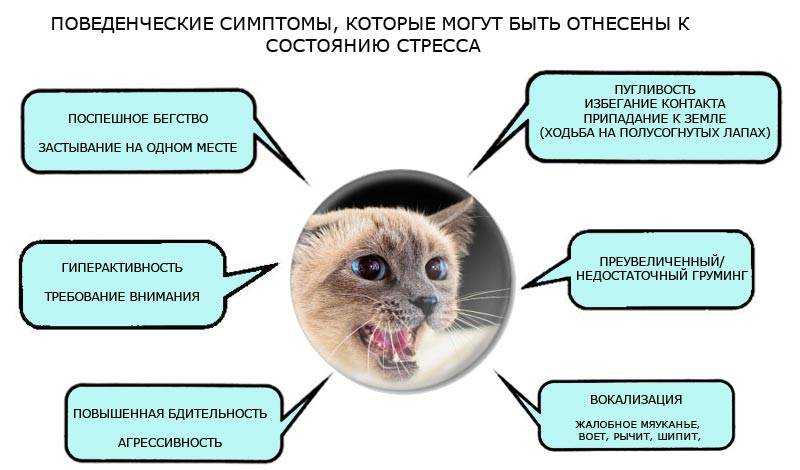 10 животных, способных исцелить человека