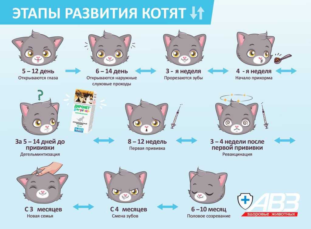 Питомцы для перфекционистов: почему кошки чистоплотнее собак