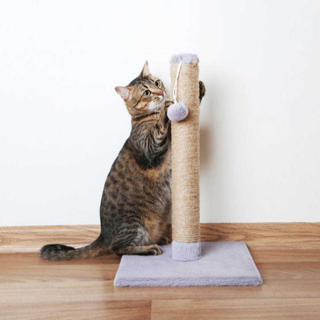 Как приучить котёнка к когтеточке