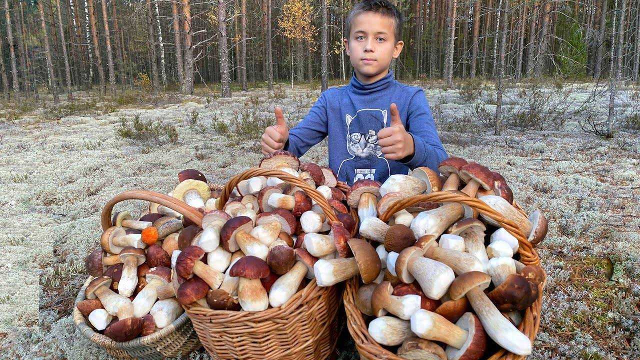 Когда собирают грибы в лесу: календарь грибника и полезные советы
когда собирают грибы в лесу: календарь грибника и полезные советы