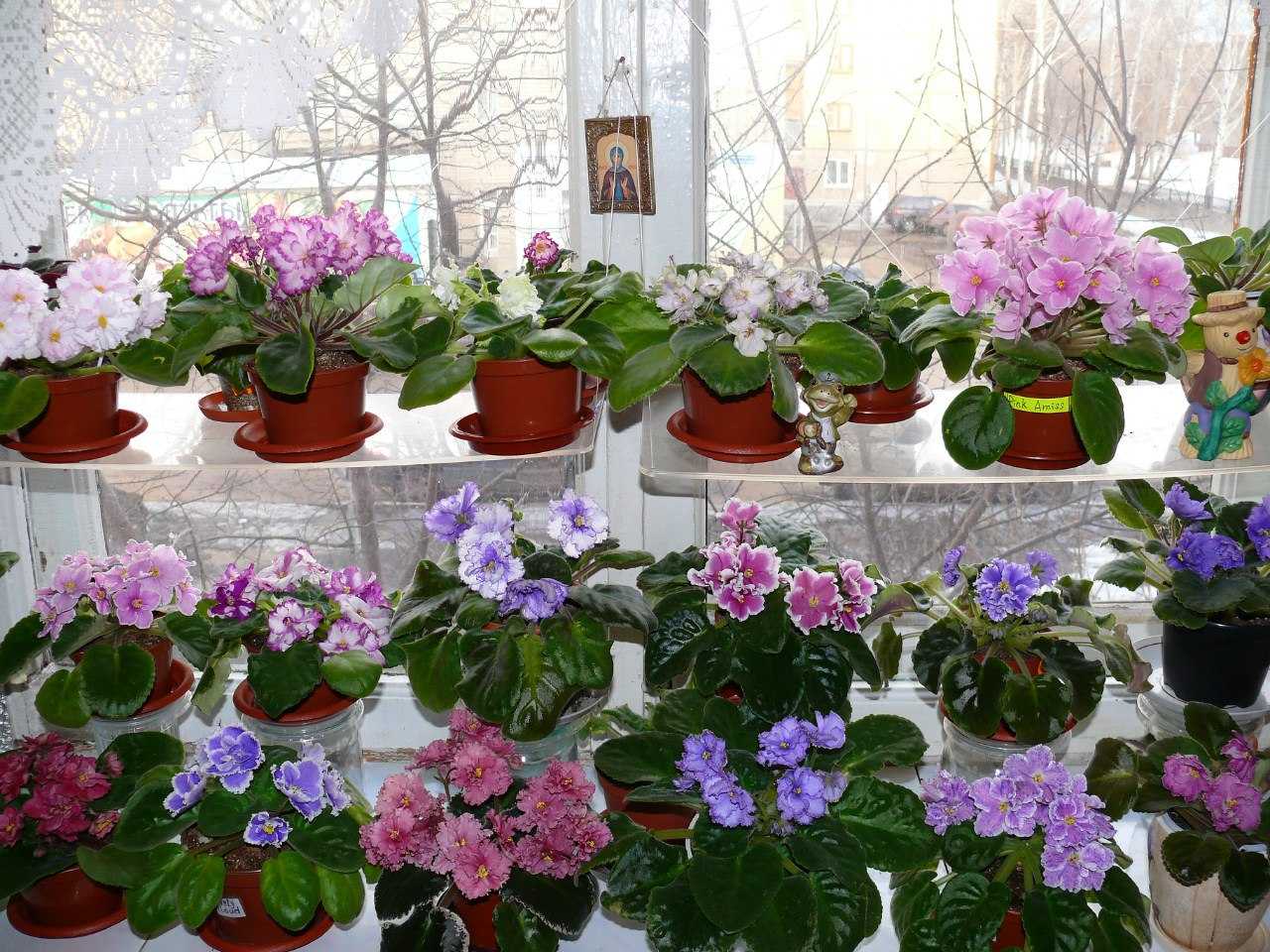 Как ухаживать, чтобы фиалки цвели круглый год?