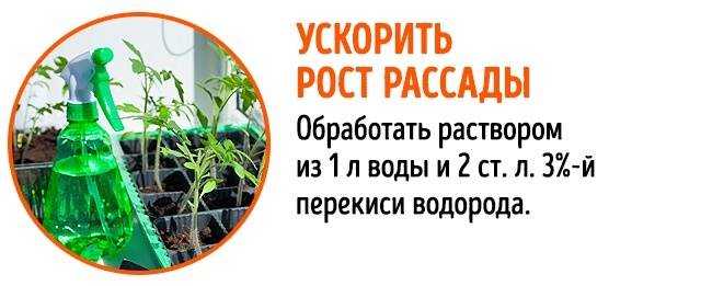 Янтарная кислота для растений — как применять для полива и подкормки