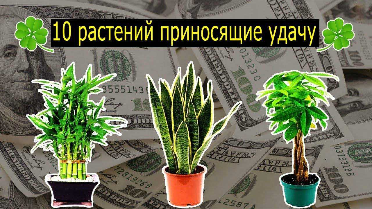 Какие цветы можно держать дома: названия и фото