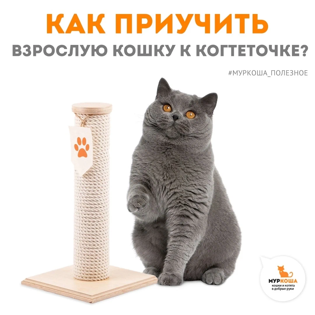 Когтеточка для кота: как выбрать и научить использовать + описание зачем нужна и куда разместить