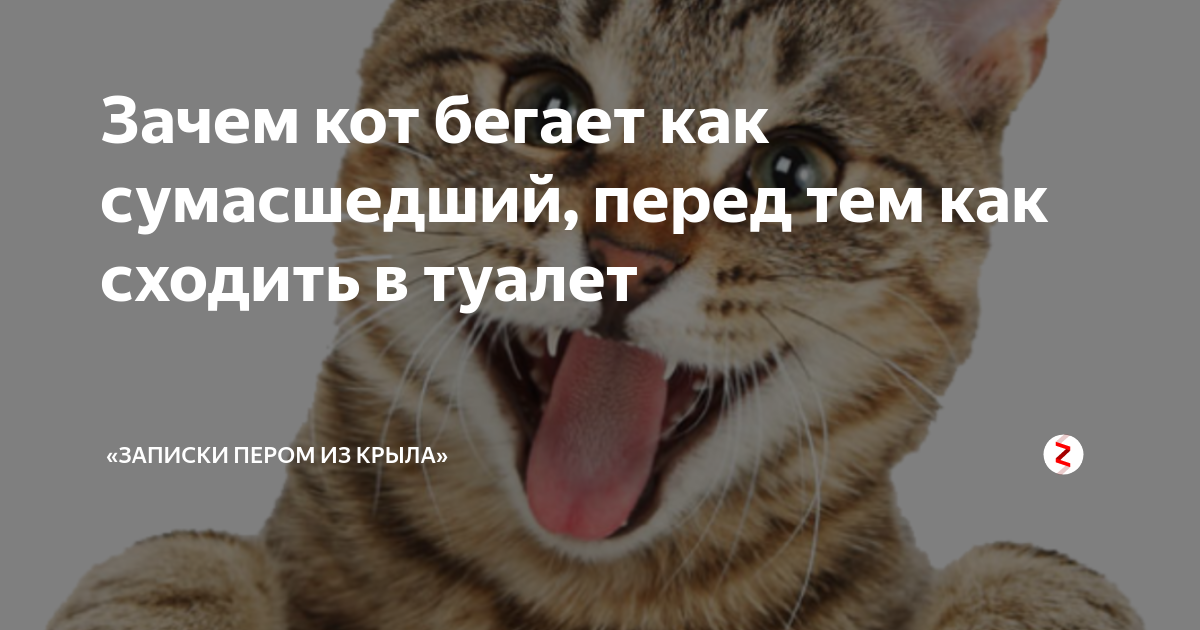 Приемчики, как кошки манипулируют хозяевами