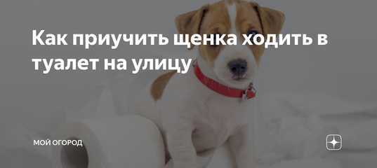 Как приучить собаку ходить в туалет на улицу