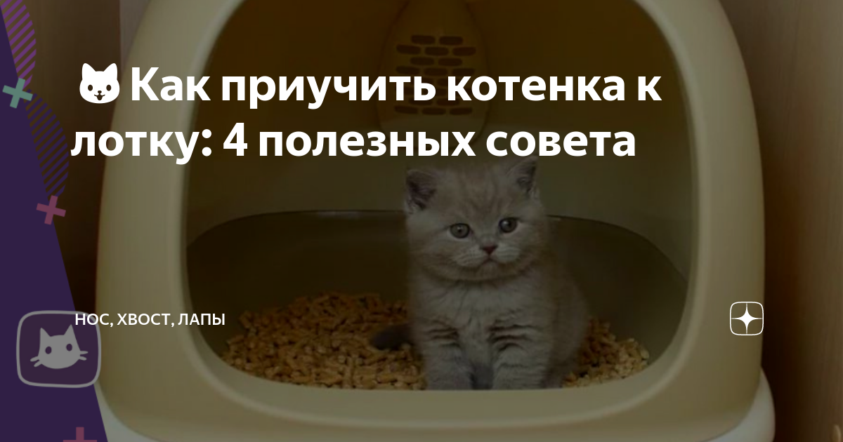 Как приучить котёнка ходить в лоток - инструкция в 4 шага