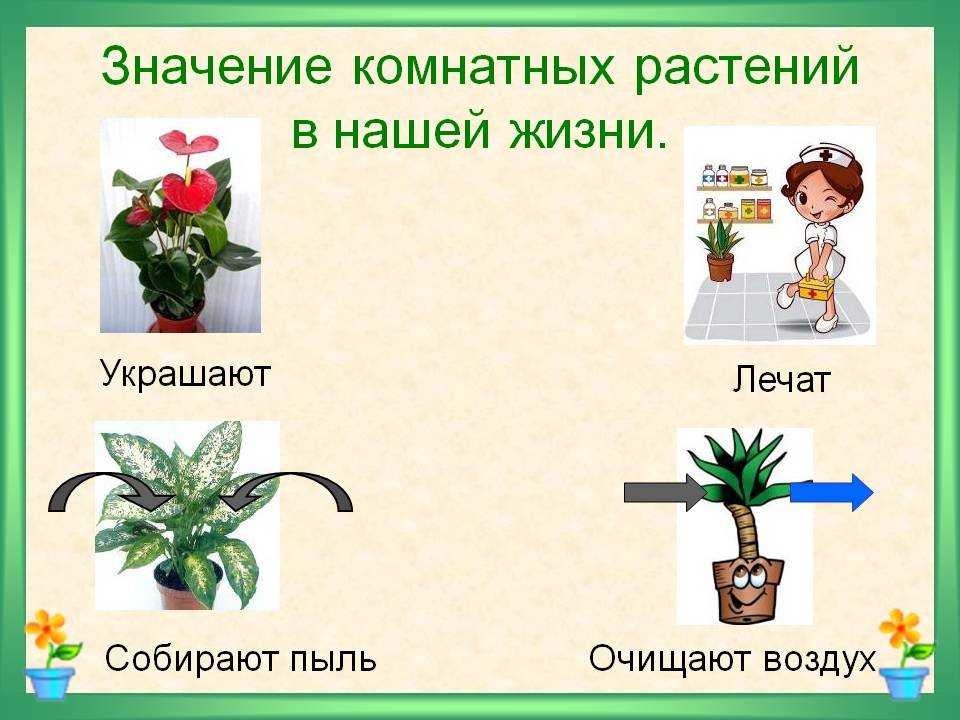 История комнатного цветоводства