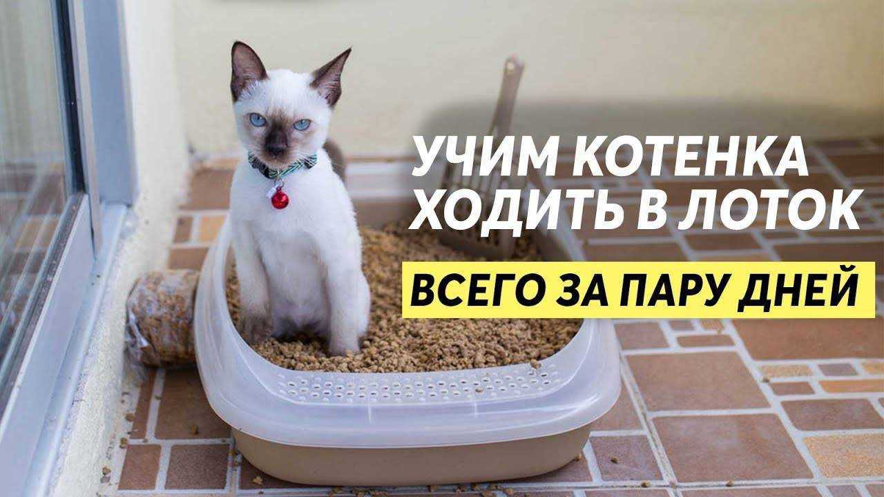 Как приучить котёнка к лотку быстро, можно ли за 1 день, советы ветеринаров