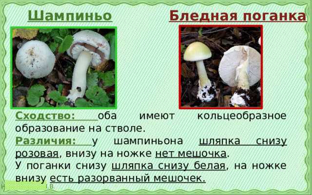 Как чистить шампиньоны? из магазина из леса. для варки и жарки - «советчик»