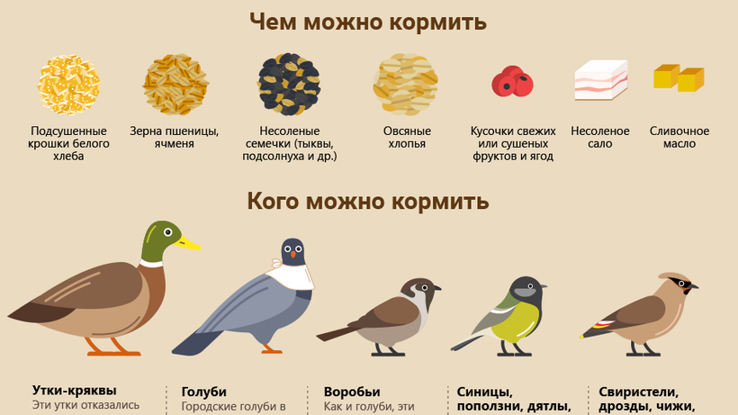 Рацион питания для кур: практические советы по подбору сбалансированного состава пищи для птицы ао "витасоль"