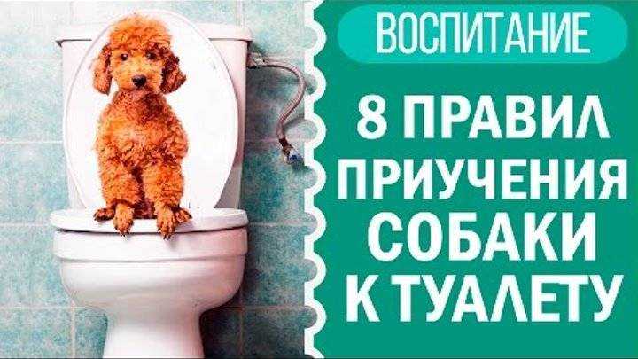 Как приучить щенка к улице