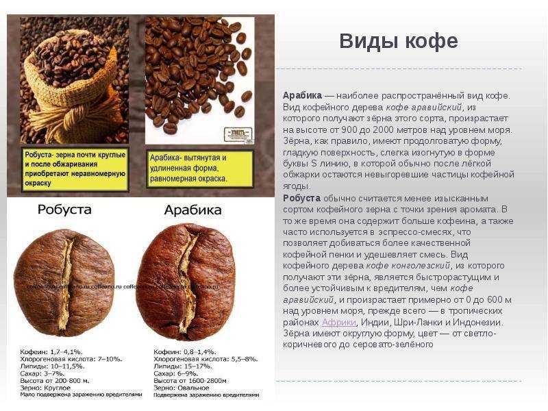 Кофе в зернах: самые популярные сорта, особенности выращивания и вкусовые качества