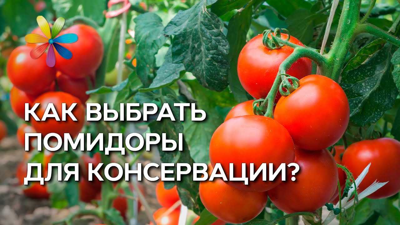 Как выбрать лучшие помидоры без химикатов