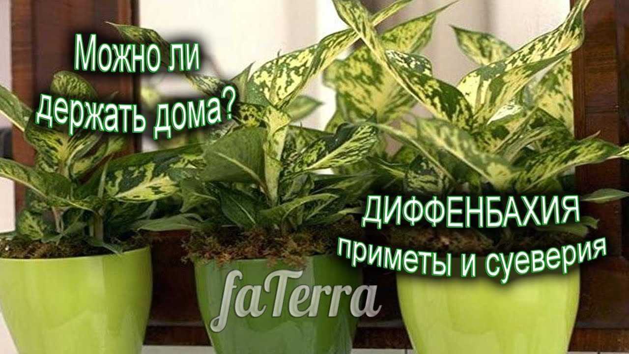 Диффенбахия: почему нельзя держать дома - приметы (фото)