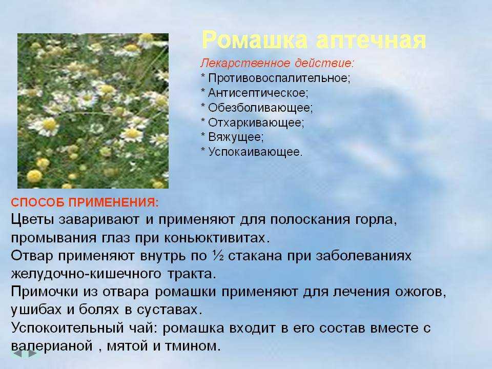 Польза и вред ромашкового чая