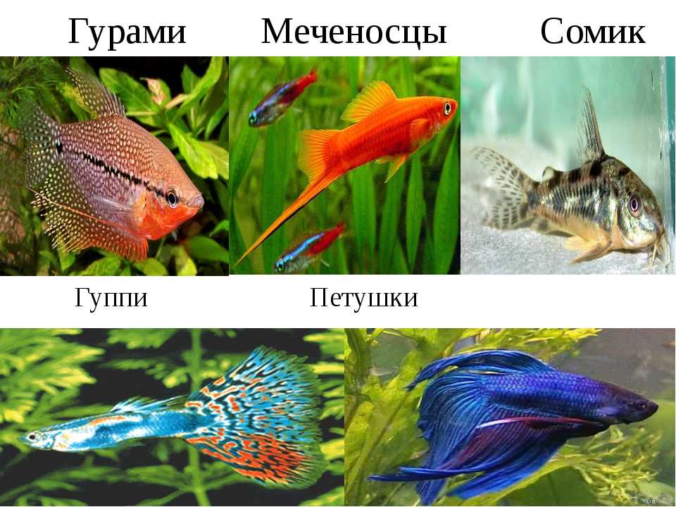 10 самых красивых аквариумных рыбок - aqua-tropica.ru