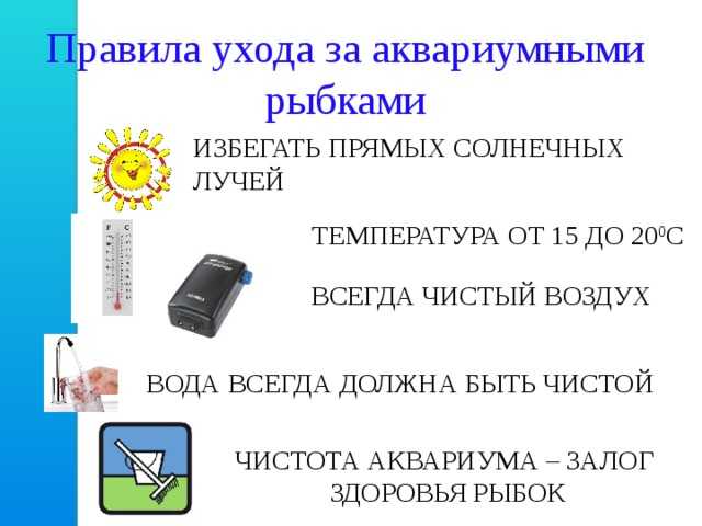 Как правильно чистить аквариум в домашних условиях