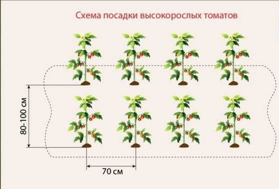 Схема посадки томатов в теплице, расстояние между, кустами