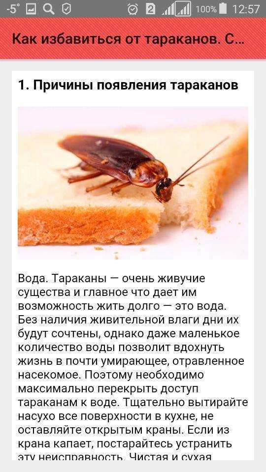 Самые эффективные народные средства от тараканов