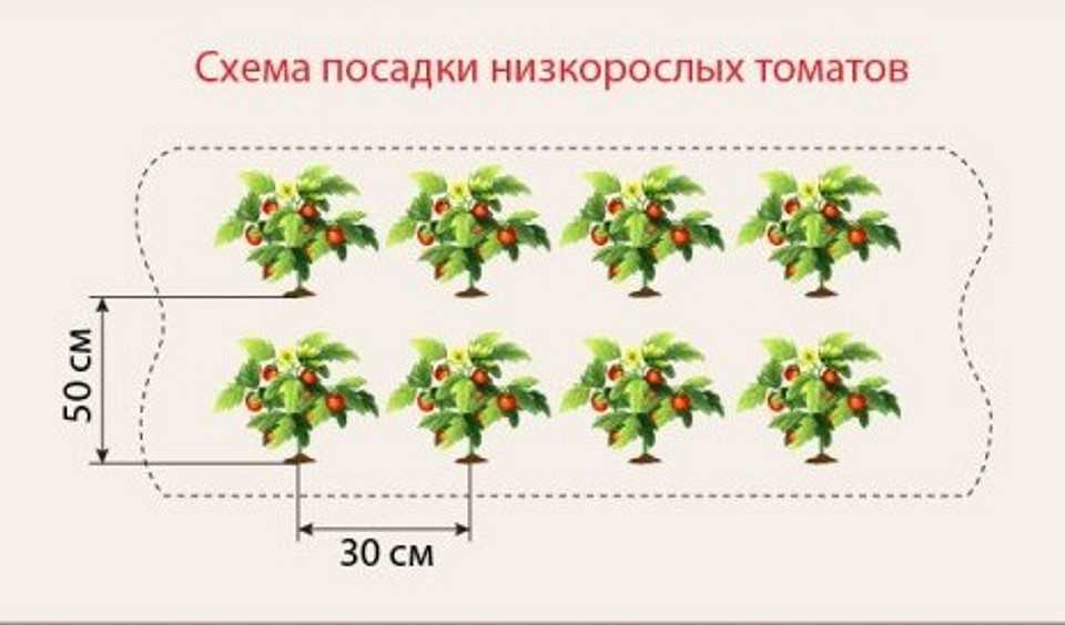 Схема посадки томатов в теплице 3х6 | огородник