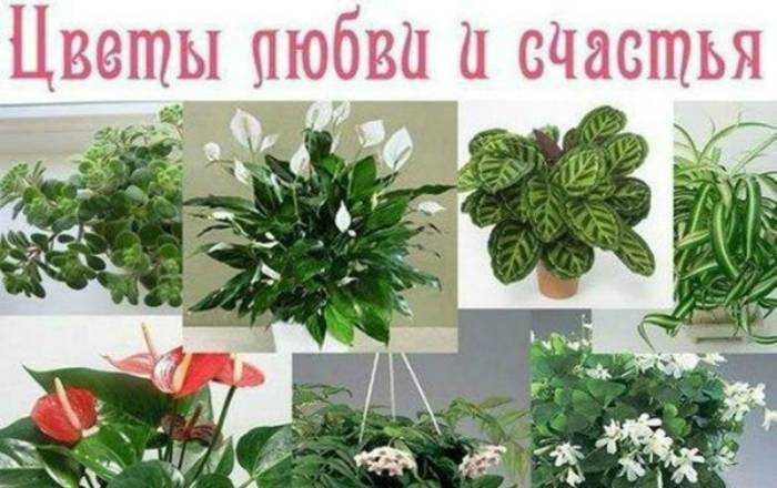 Комнатные цветы, которые должны быть в каждом доме - фото и названия (каталог)