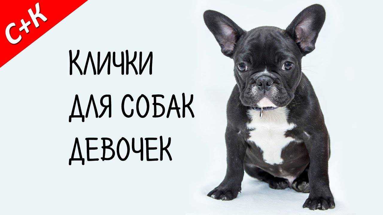 Клички и имена для собак девочек: легкие и красивые
