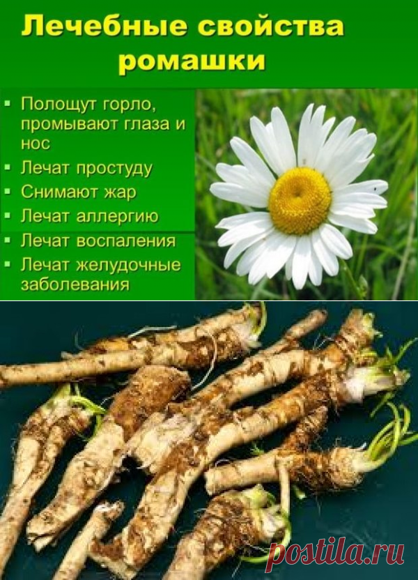 Умывание ромашкой. необыкновенный эффект от умывания ромашкой! | школа красоты